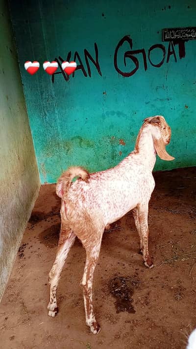 pure panjab breed breader quality