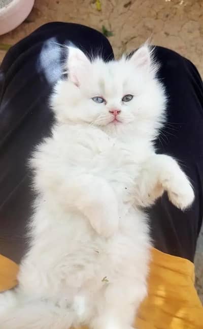 (Persian female kitten) (for sale all) (Pakistan delivery available)