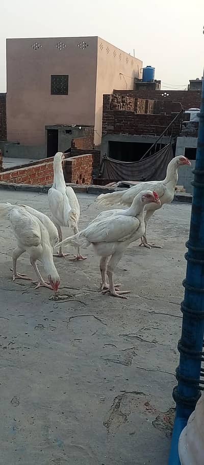 Aseel Heera available for sale