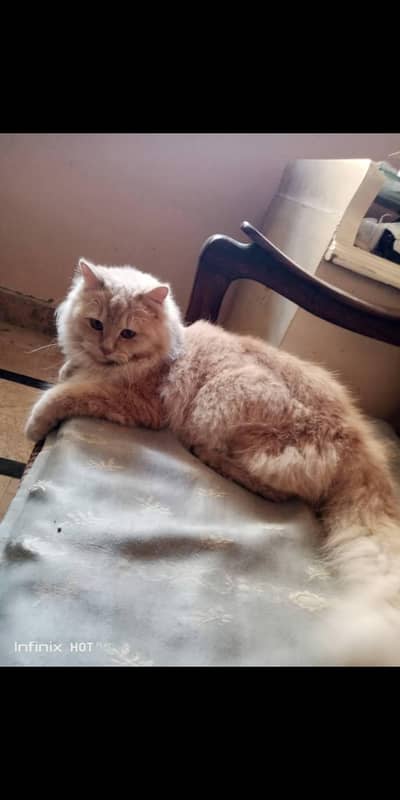My cate colour foan mashallah cute