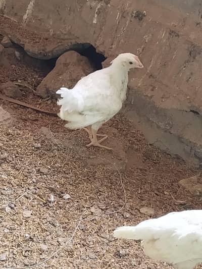 layer hen