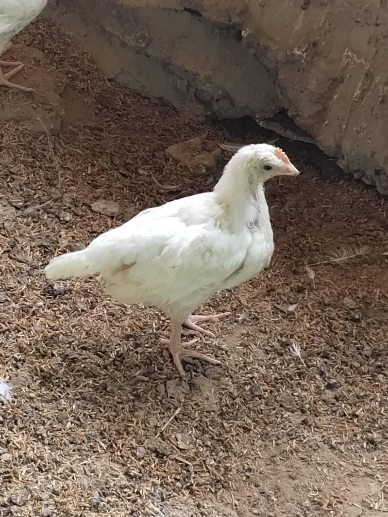 layer hen 1