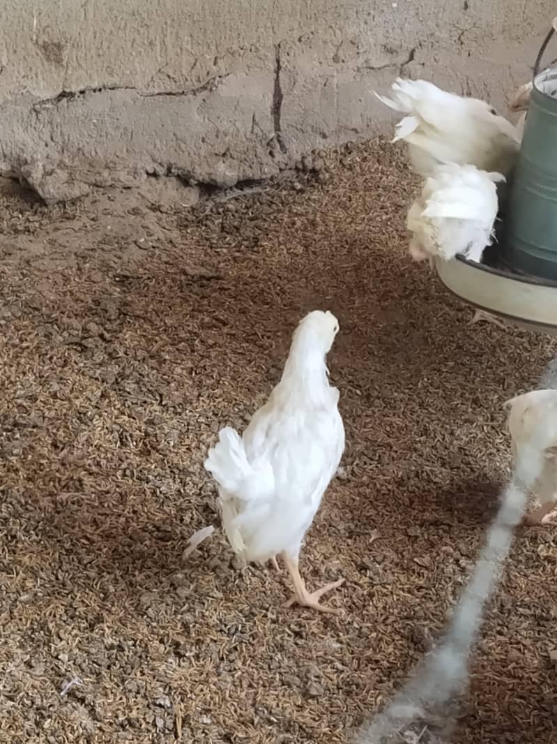 layer hen 2