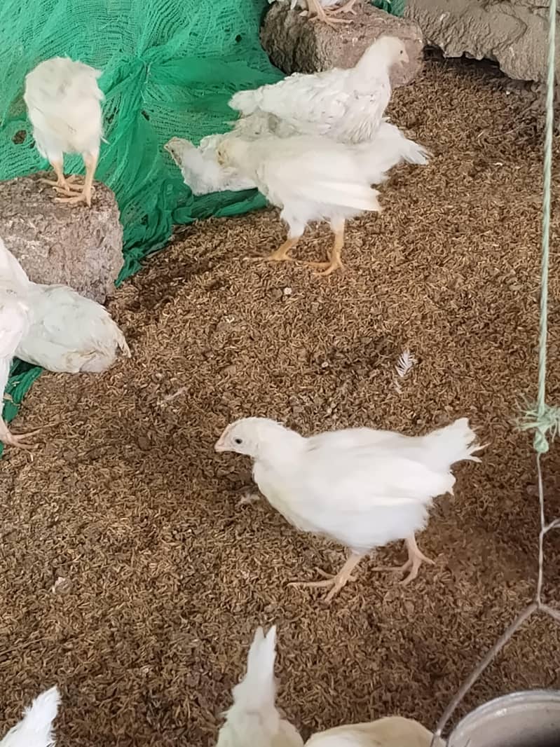 layer hen 3