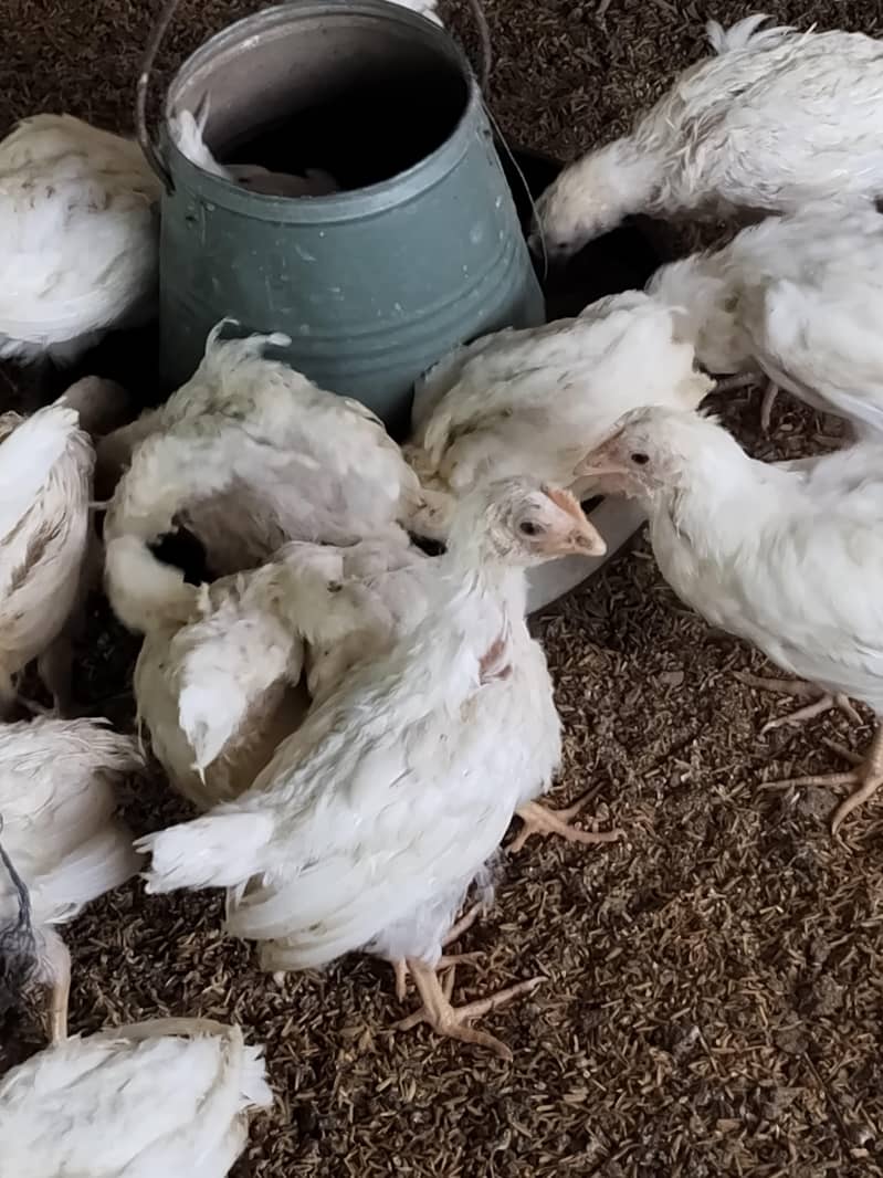 layer hen 4