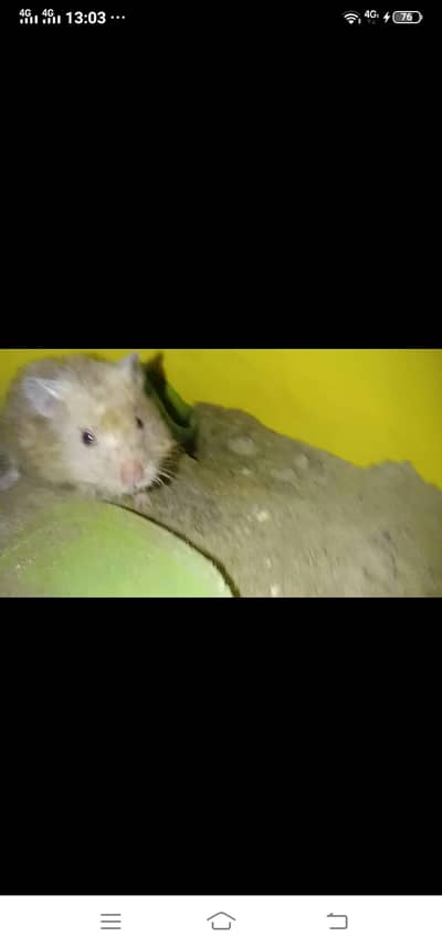 Hamster 1 payer Male Female