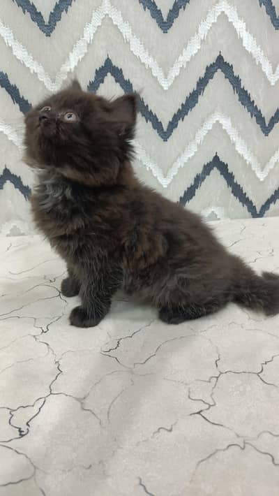 vaccinated persian kitten
