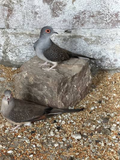 Java lovebirds and small doves
