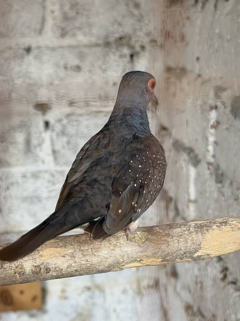 Java lovebirds and small doves 1