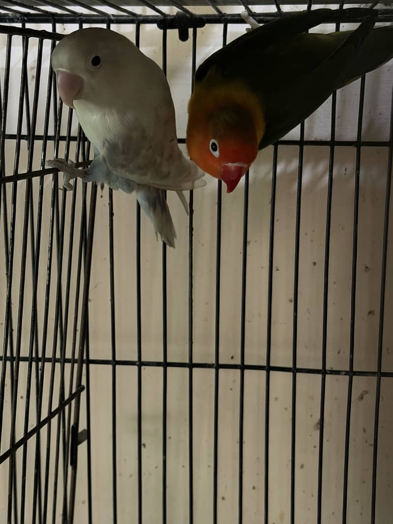 Java lovebirds and small doves 4