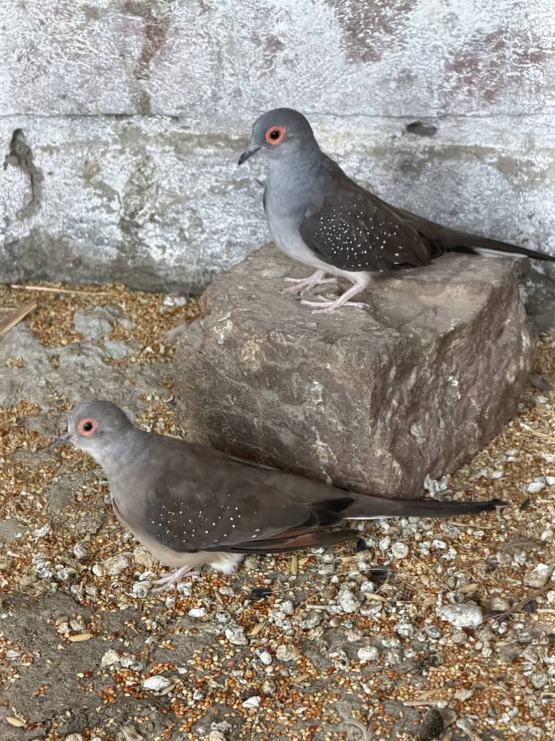 Java lovebirds and small doves 6