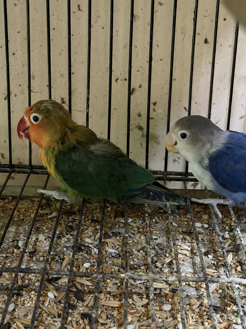 Java lovebirds and small doves 7