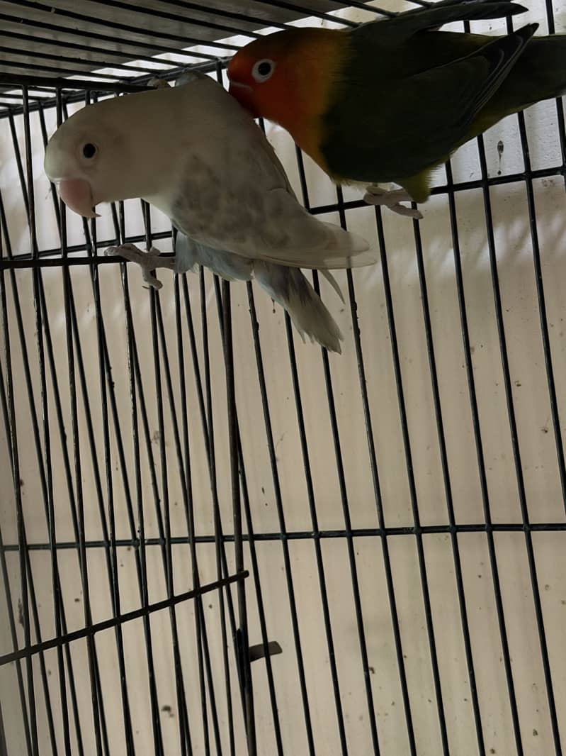 Java lovebirds and small doves 8