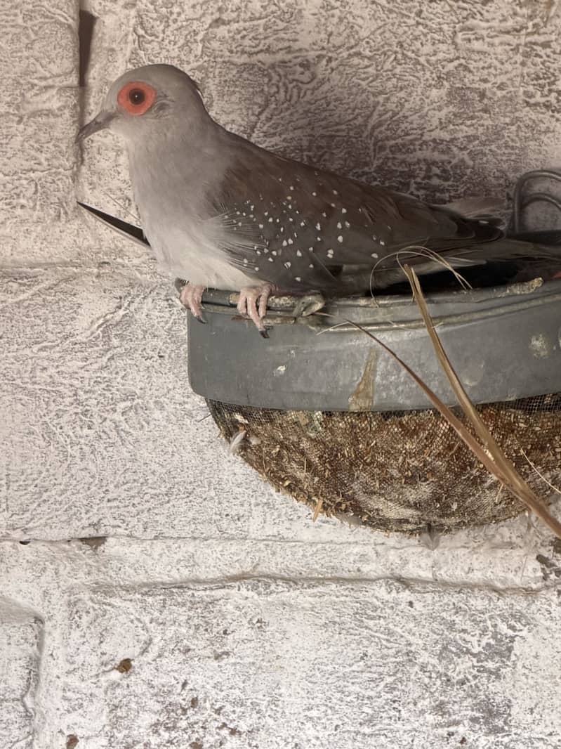 Java lovebirds and small doves 11