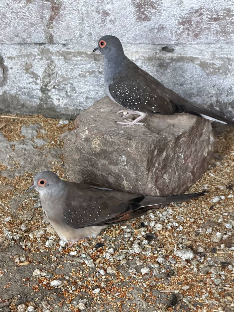 Java lovebirds and small doves 12