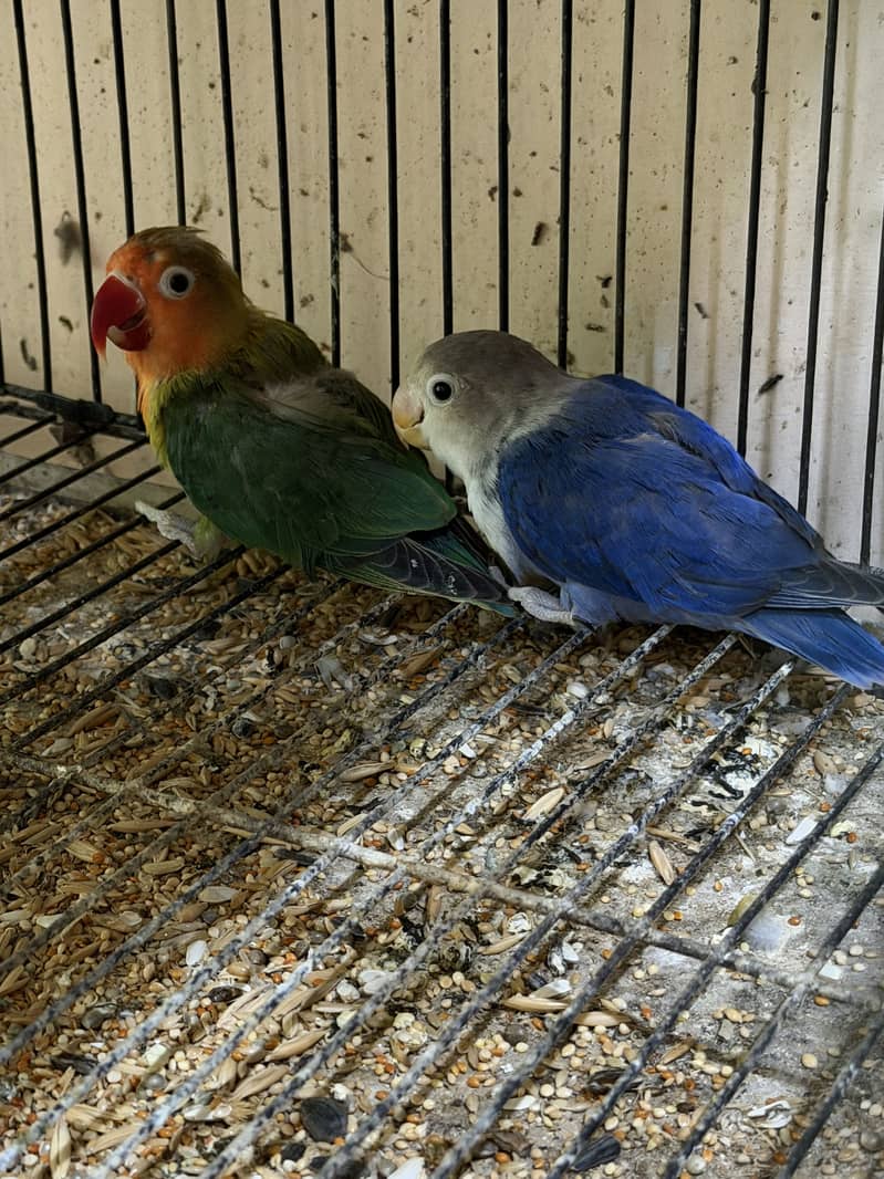 Java lovebirds and small doves 14
