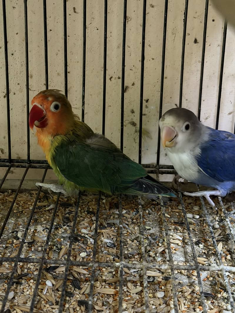 Java lovebirds and small doves 15