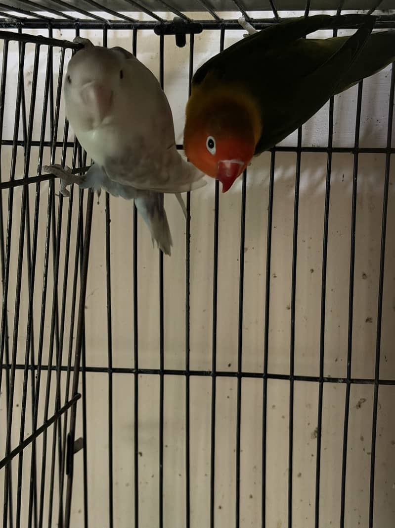 Java lovebirds and small doves 16