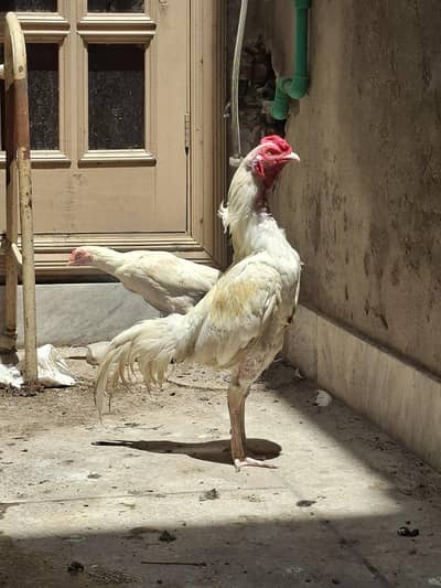 Aseel White Pair