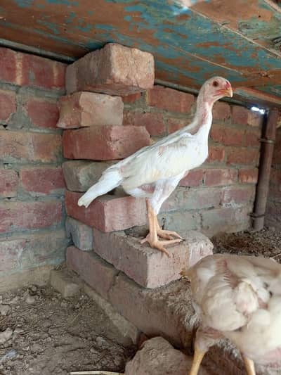 white king O shamo chiks Age 2month