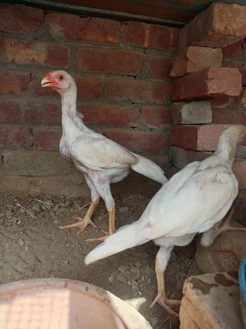 white king O shamo chiks Age 2month — photo 2