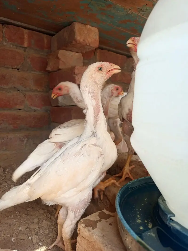 white king O shamo chiks Age 2month — photo 3