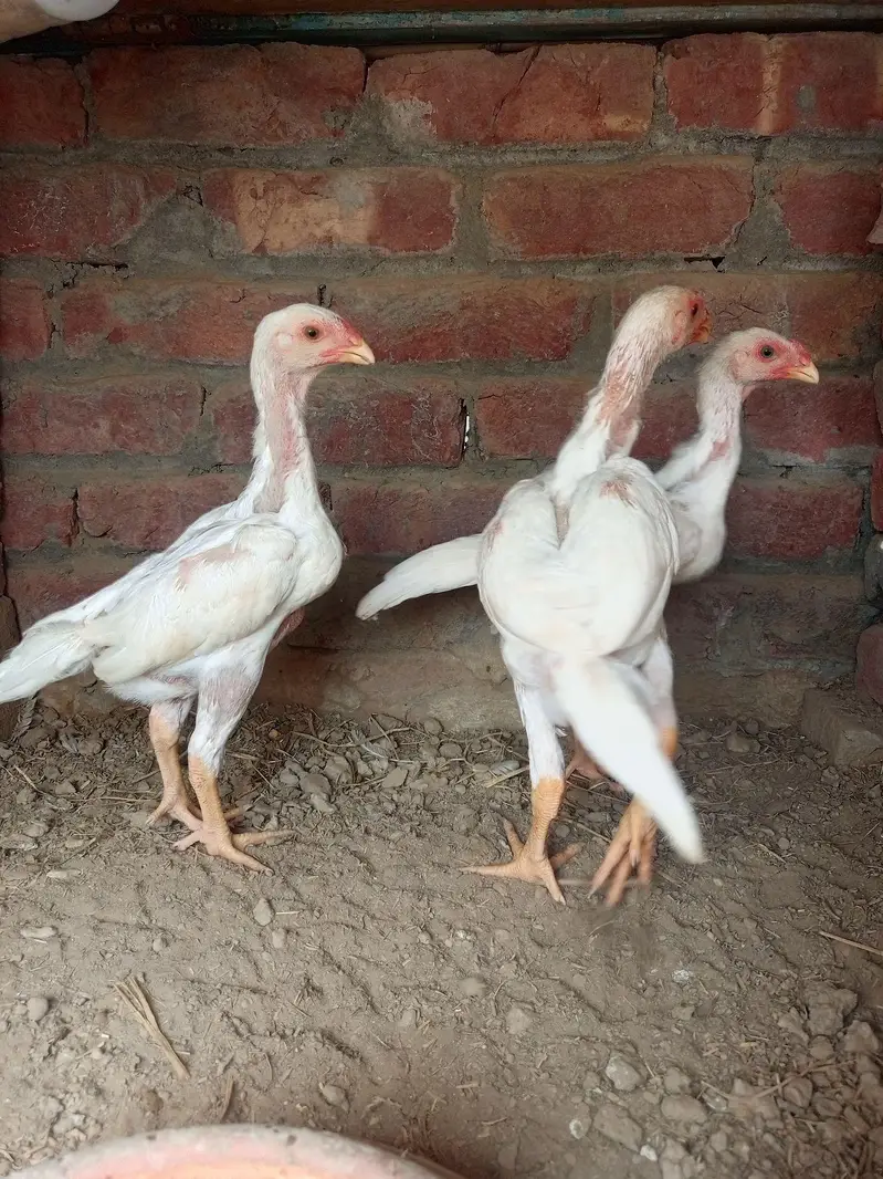 white king O shamo chiks Age 2month — photo 4