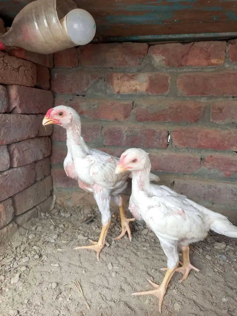 white king O shamo chiks Age 2month — photo 5