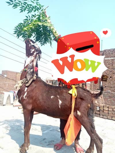 bahut hi khubsurat nagari nasl ke pure bakri aur sath do Teddy bakri