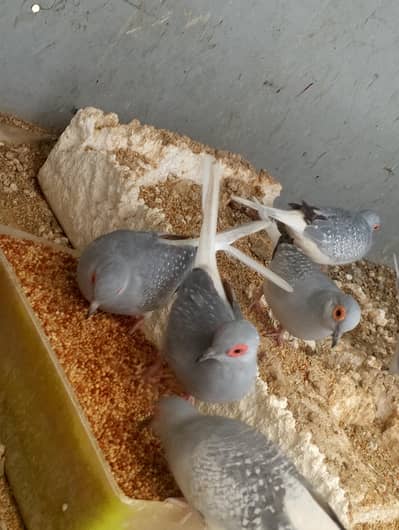 Diomand dove