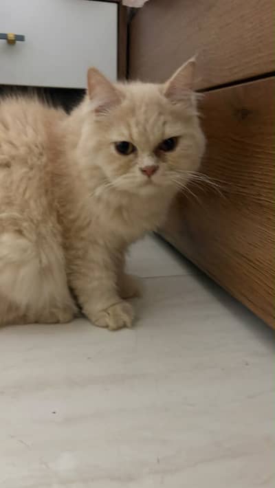 Persian Cat