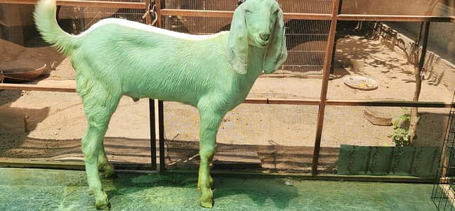 pure rajanpuri