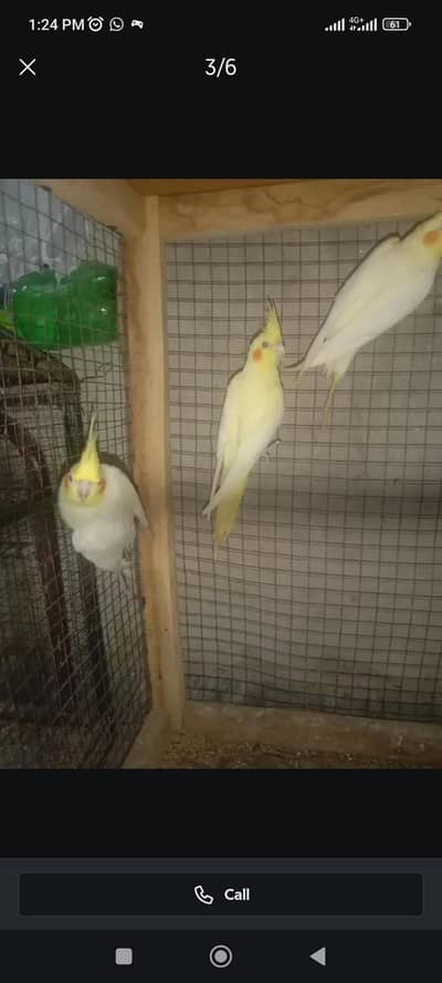 cocktail bird pair with cage