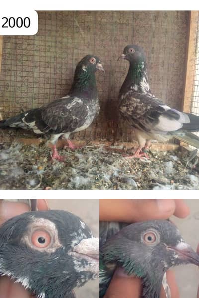 high flyer pigeon Whatsapp 03290705204