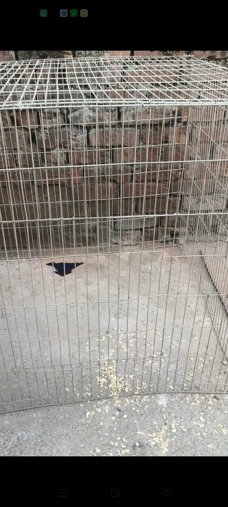 Aseel cagees — photo 2