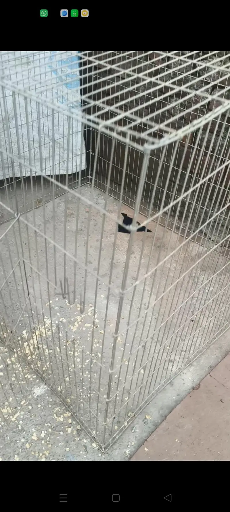 Aseel cagees — photo 3