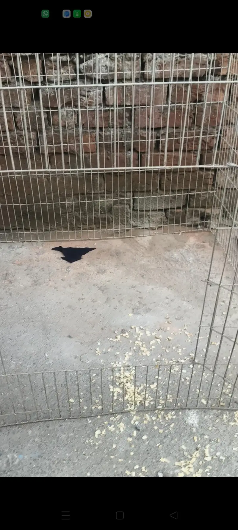 Aseel cagees — photo 4
