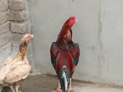 Good  Quality aseel pair and chicks