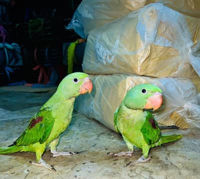 Kashmiri Raw / Alexender Parrot  Pair