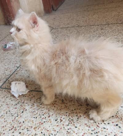 Punch face male kiten