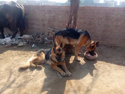 German Shepherd Puppy Available for sale