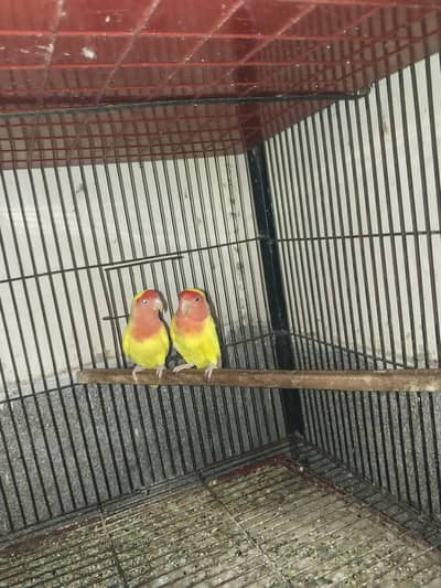 Love bird Breeders Setup for sale reasonable price