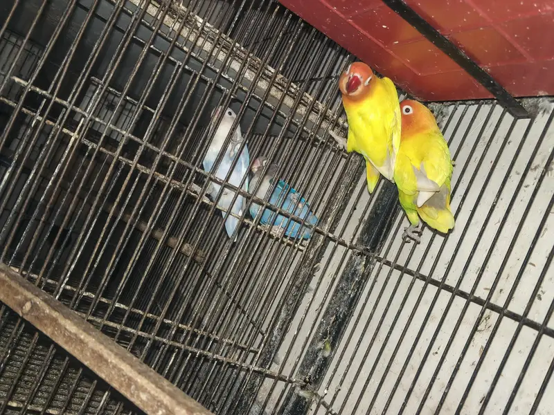 Love bird Breeders Setup for sale reasonable price — photo 2