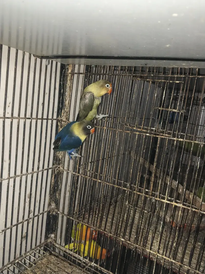 Love bird Breeders Setup for sale reasonable price — photo 3