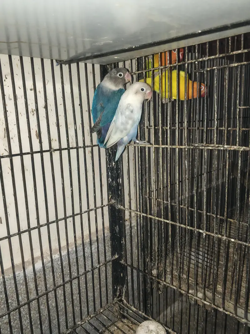 Love bird Breeders Setup for sale reasonable price — photo 4