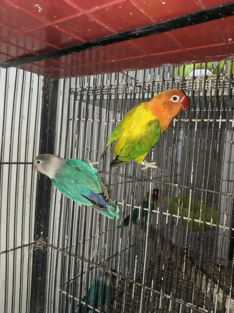 Love bird Breeders Setup for sale reasonable price — photo 5