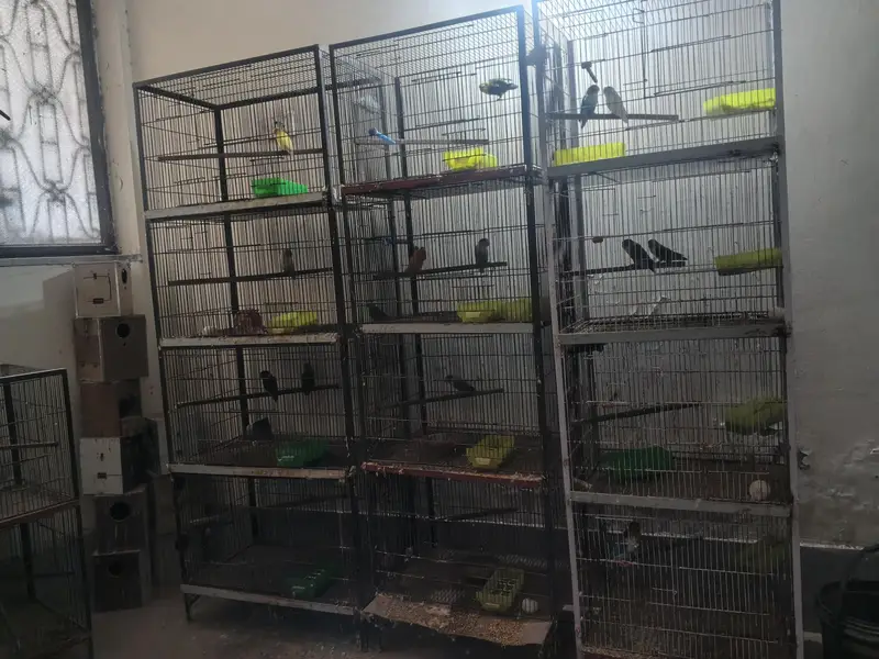 Love bird Breeders Setup for sale reasonable price — photo 6