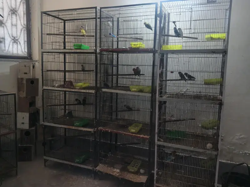 Love bird Breeders Setup for sale reasonable price — photo 7
