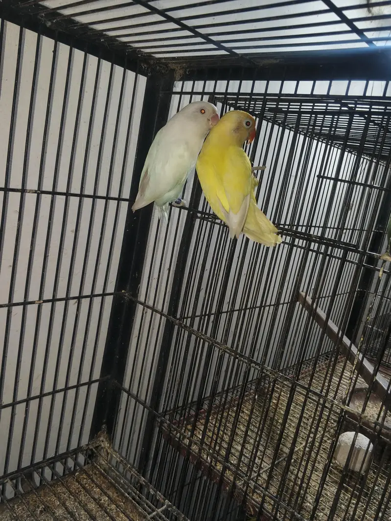 Love bird Breeders Setup for sale reasonable price — photo 8
