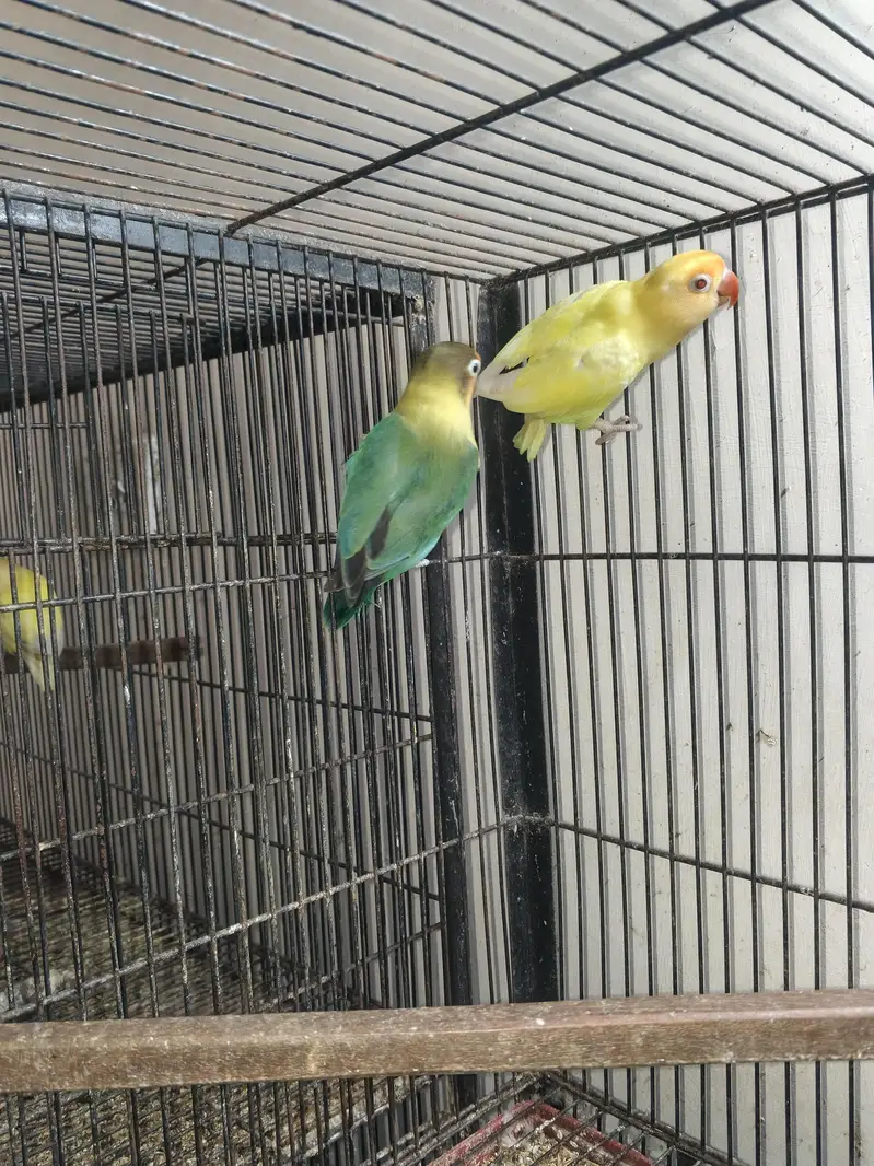 Love bird Breeders Setup for sale reasonable price — photo 9